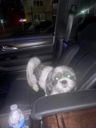 Lost Male Dog last seen Harper Outter Drive, Detroit, MI 48224