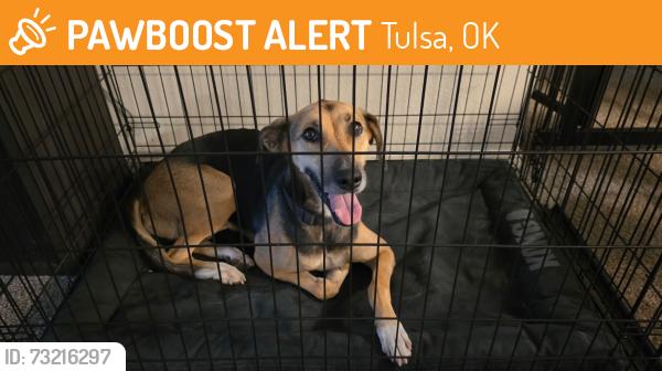 Found/Stray Female Dog last seen 88th st and Delaware, Tulsa, OK 74137