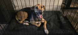 Found/Stray Female Dog last seen 88th st and Delaware, Tulsa, OK 74137