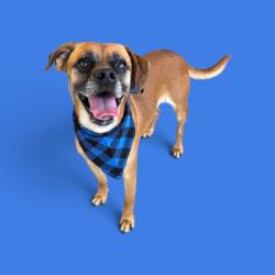 Shelter Stray Male Dog last seen Near BLOCK COVEY AVE, BAKERSFIELD CA 93308, 3951 Fruitvale Ave, Bakersfield, CA 93308, USA