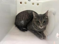 Shelter Stray Unknown Cat last seen 35TH/LISBON, 3839 W Burnham St, West Milwaukee, WI 53215, USA