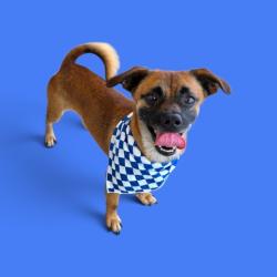 Shelter Stray Male Dog last seen Near BLOCK COVEY AVE, BAKERSFIELD CA 93308, 3951 Fruitvale Ave, Bakersfield, CA 93308, USA