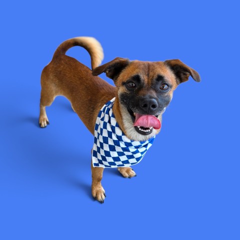 Shelter Stray Male Dog last seen Near BLOCK COVEY AVE, BAKERSFIELD CA 93308, 3951 Fruitvale Ave, Bakersfield, CA 93308, USA