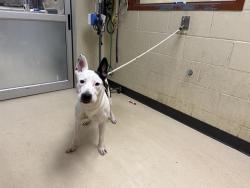 Shelter Stray Female Dog last seen Near BLOCK W FOREST HOME AV, 3839 W Burnham St, West Milwaukee, WI 53215, USA