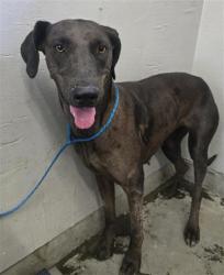 Shelter Stray Female Dog last seen , 600 Aviation Dr, Camarillo, CA 93010, USA