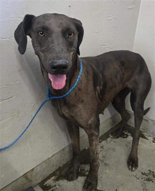 Shelter Stray Female Dog last seen , 600 Aviation Dr, Camarillo, CA 93010, USA