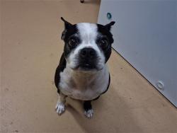 Shelter Stray Male Dog last seen E RIENSTRA ST & NOLAN CT, 130 Beyer Way, Chula Vista, CA 91911, USA