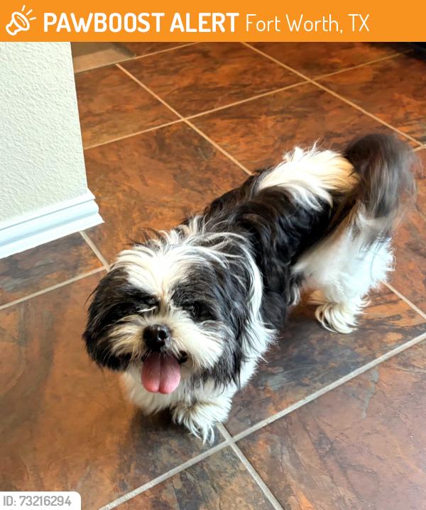Found/Stray Male Dog last seen Ricochet, Fort Worth, TX 76131