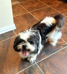 Found/Stray Male Dog last seen Ricochet, Fort Worth, TX 76131
