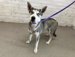 Shelter Stray Female Dog last seen FOOTHILL BLVD X CACTUS AVE, 333 Chandler Pl, San Bernardino, CA 92408, USA