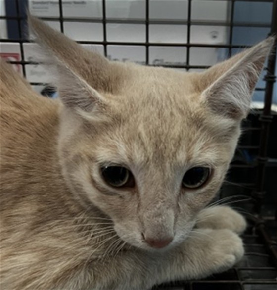 Shelter Stray Male Cat last seen E HOLLY ST X PAMPAS AVE, 333 Chandler Pl, San Bernardino, CA 92408, USA