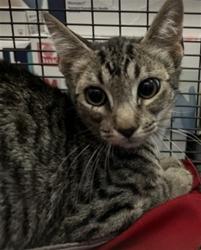 Shelter Stray Male Cat last seen E HOLLY ST X PAMPAS AVE, 333 Chandler Pl, San Bernardino, CA 92408, USA