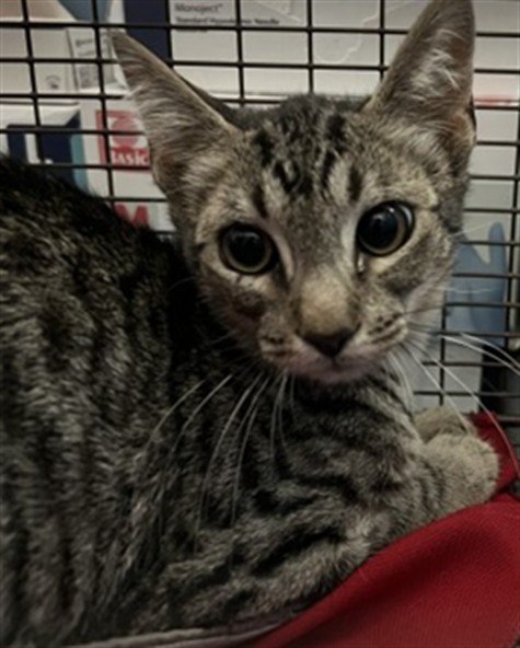 Shelter Stray Male Cat last seen E HOLLY ST X PAMPAS AVE, 333 Chandler Pl, San Bernardino, CA 92408, USA