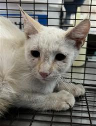 Shelter Stray Female Cat last seen E HOLLY ST X PAMPAS AVE, 333 Chandler Pl, San Bernardino, CA 92408, USA