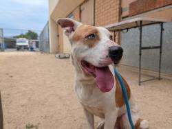 Shelter Stray Male Dog last seen , West Valley Animal Shelter, 20655 Plummer St, Chatsworth, CA 91311, USA