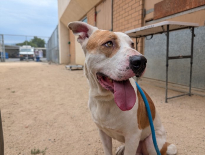 Shelter Stray Male Dog last seen , West Valley Animal Shelter, 20655 Plummer St, Chatsworth, CA 91311, USA