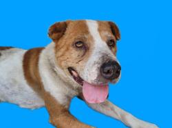 Shelter Stray Male Dog last seen , West Valley Animal Shelter, 20655 Plummer St, Chatsworth, CA 91311, USA