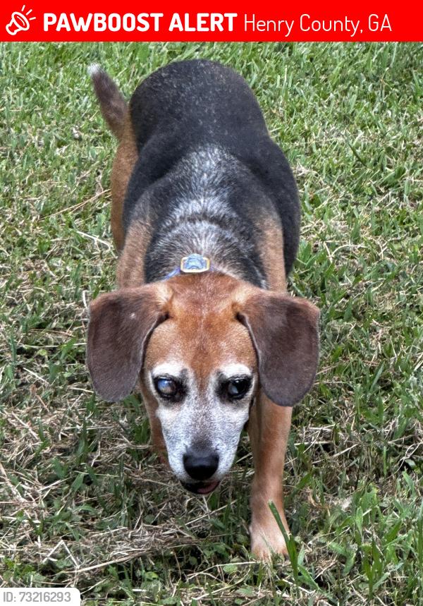 Lost Male Dog last seen Hwy 155, Henry County, GA 30281