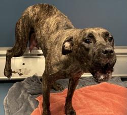 Shelter Stray Female Dog last seen Near BLOCK OUTER DR DETROIT MI 48223, 7401 Chrysler Dr, Detroit, MI 48211, USA