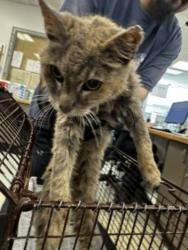 Shelter Stray Female Cat last seen , 14409 Vanowen St, Van Nuys, CA 91405, USA