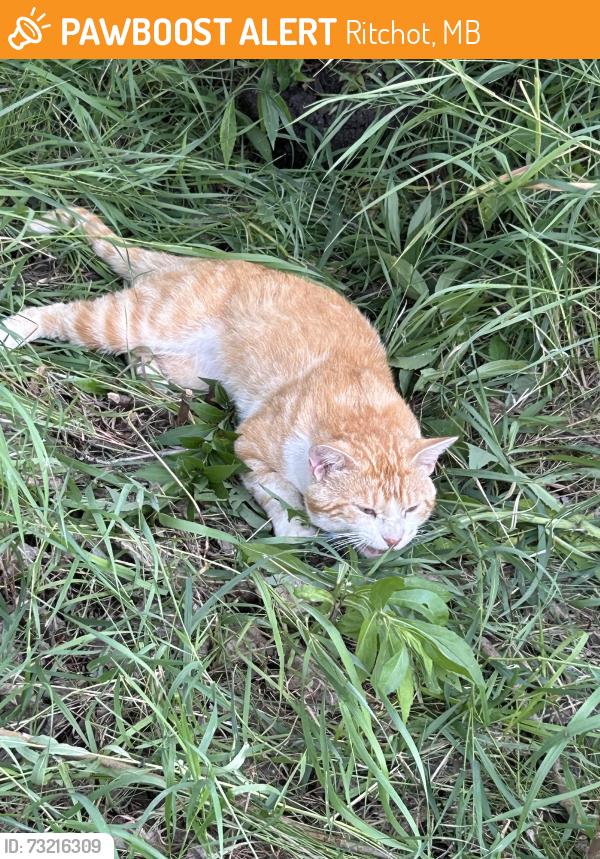 Found/Stray Male Cat last seen Bohna and Prairie Acres, Ritchot, MB 
