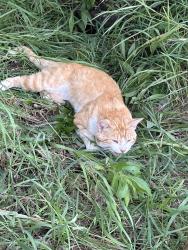 Found/Stray Male Cat last seen Bohna and Prairie Acres, Ritchot, MB 