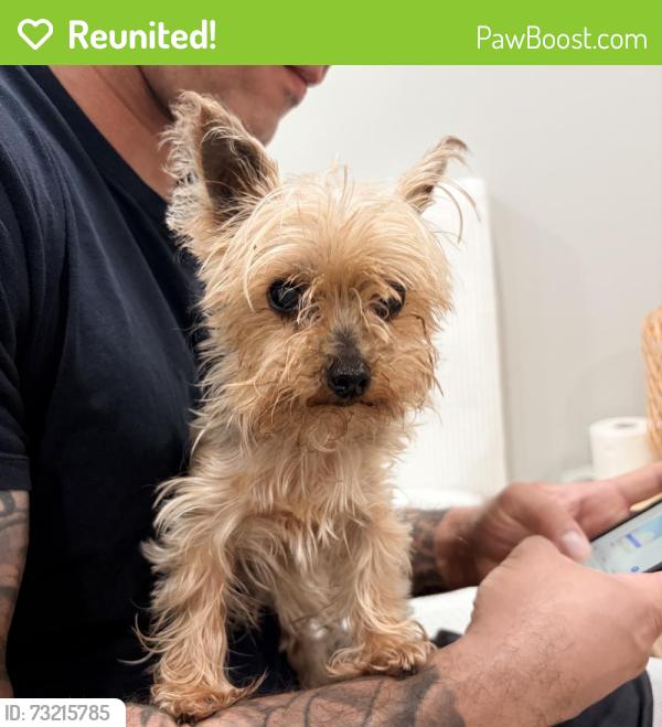 Reunited Female Dog last seen Orient Wy, Lyndhurst, NJ, USA, Lyndhurst, NJ 07071