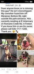 Found/Stray Male Dog last seen R Veterinary, Fenton, MO 63026