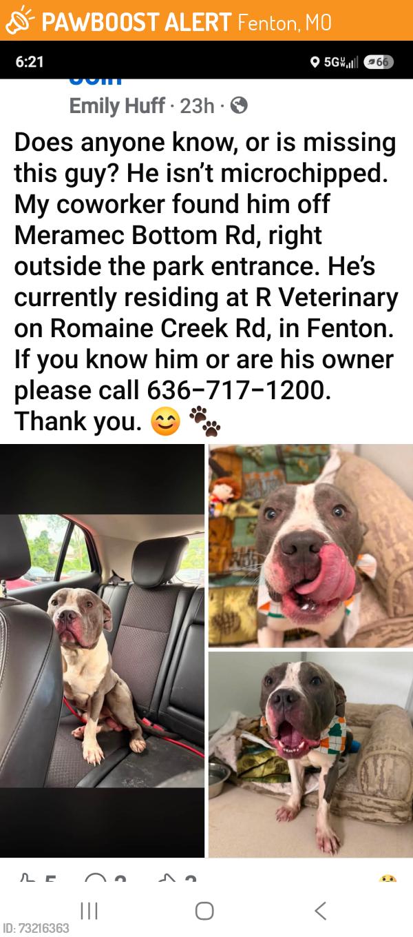 Found/Stray Male Dog last seen R Veterinary, Fenton, MO 63026