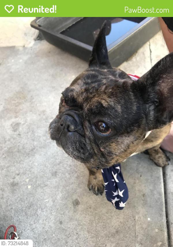 Reunited Male Dog last seen Near S Gerhart Ave, East Los Angeles, CA 90022, USA, East Los Angeles, CA 90022