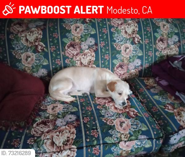 Lost Male Dog last seen McHenry and Woodrow, Modesto, CA 95350