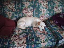 Lost Male Dog last seen McHenry and Woodrow, Modesto, CA 95350