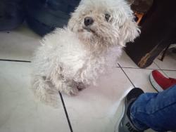 Lost Female Dog last seen C. Snaganguey entre ceboruco, Guadalajara, Jal. 44270
