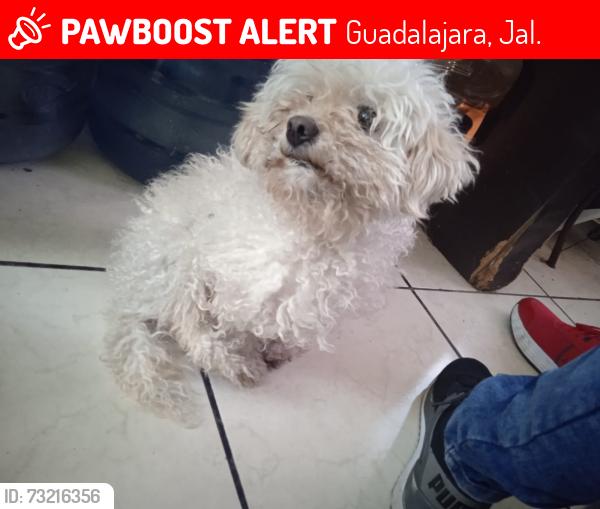 Lost Female Dog last seen C. Snaganguey entre ceboruco, Guadalajara, Jal. 44270