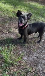Reunited Male Dog last seen Plank road, Raeford, NC 28376