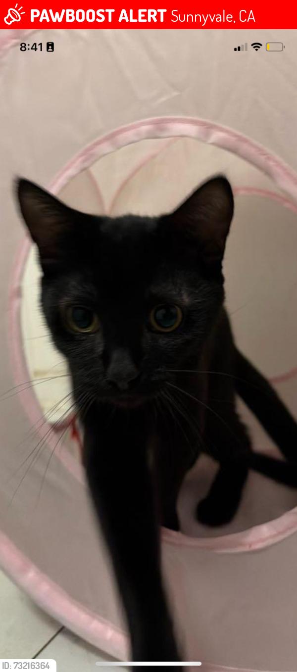 Lost Female Cat last seen Calle Teresa, Sunnyvale, CA 94089
