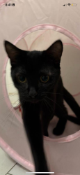 Lost Female Cat last seen Calle Teresa, Sunnyvale, CA 94089