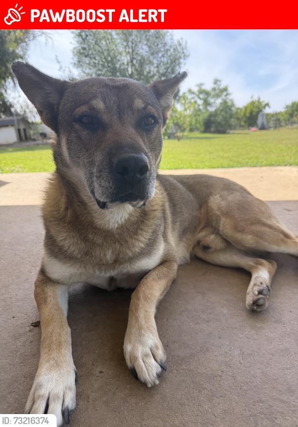 Lost Male Dog last seen Highway 26, San Joaquin County, CA 95215