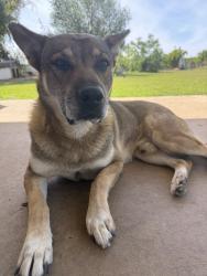 Lost Male Dog last seen Highway 26, San Joaquin County, CA 95215
