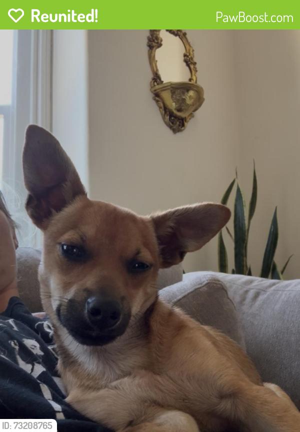 Reunited Male Dog last seen Near 17th Street, Oakland, CA 94607