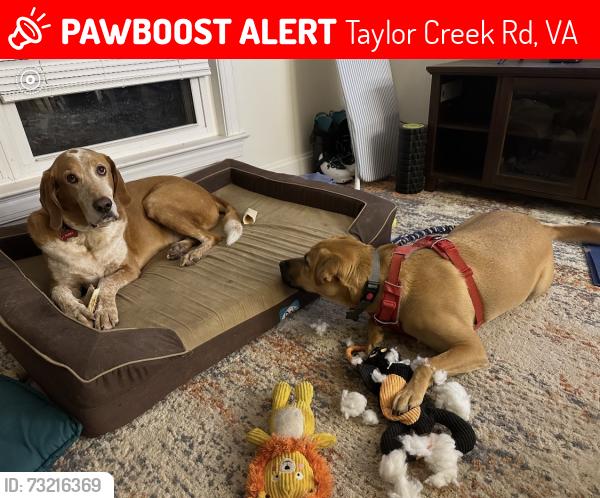 Lost Male Dog last seen Near Greenfield, Taylor Creek Rd, VA 22920