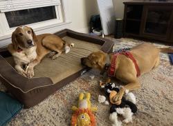 Lost Male Dog last seen Near Greenfield, Taylor Creek Rd, VA 22920