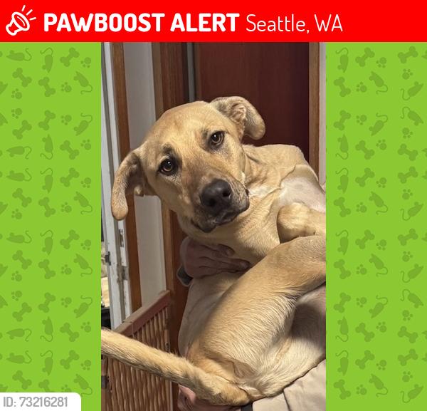 Lost Male Dog last seen Rainier Ave South & Juneau St, Hillman City, Seattle, WA 98118