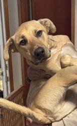 Lost Male Dog last seen Rainier Ave South & Juneau St, Hillman City, Seattle, WA 98118