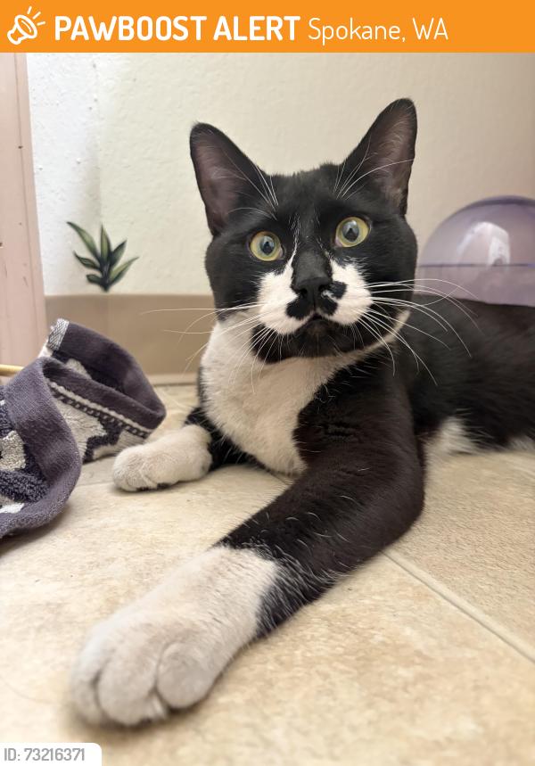 Found/Stray Male Cat last seen Big open field near by cedar creek apmts, Spokane, WA 99217