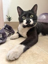 Found/Stray Male Cat last seen Big open field near by cedar creek apmts, Spokane, WA 99217