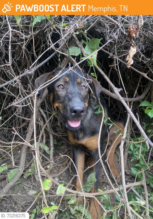 Found/Stray Female Dog last seen Jonah Ave, Memphis, TN 38114