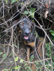 Found/Stray Female Dog last seen Jonah Ave, Memphis, TN 38114