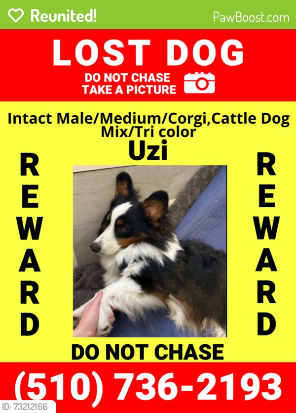 Reunited Male Dog last seen 16th St and Market in Oakland, Oakland, CA 94607