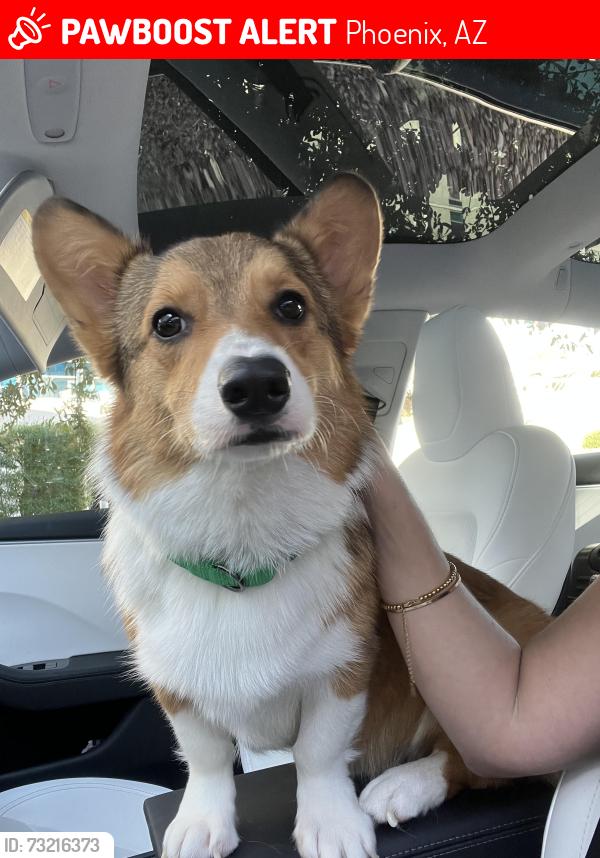 Lost Male Dog last seen E diamond st, Phoenix, AZ 85006